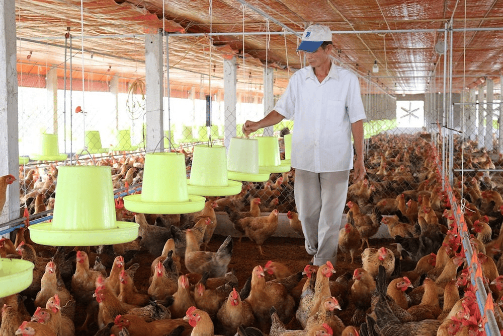 Salmonella và an toàn thực phẩm